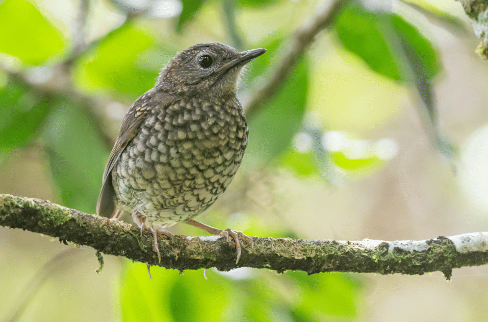 AA1VyDMC 5 Fakta Menggemparkan Puaiohi, Burung Endemik Hawaii yang Terancam Punah