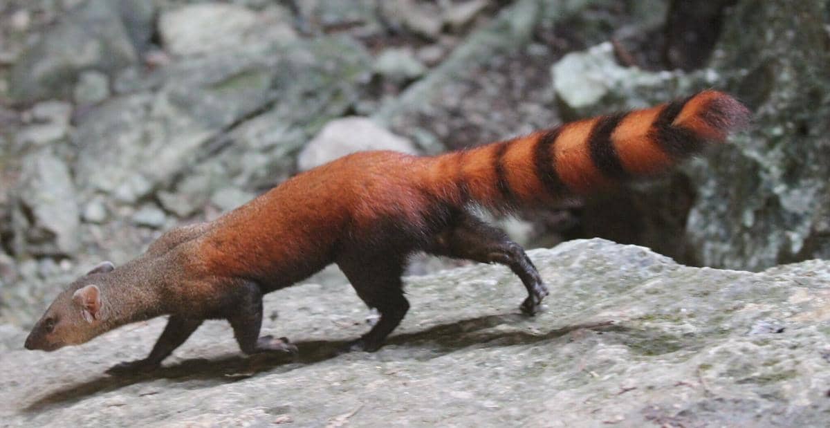 AA1VyF8K 5 Fakta Menarik tentang Vontsira Berekor Panjang, Makhluk Gesit dengan Sejarah Evolusi Unik