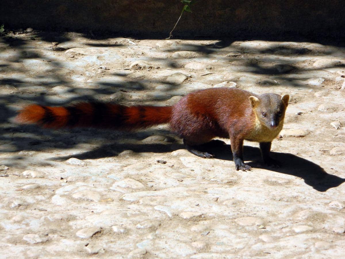 AA1VyMzS 5 Fakta Menarik tentang Vontsira Berekor Panjang, Makhluk Gesit dengan Sejarah Evolusi Unik