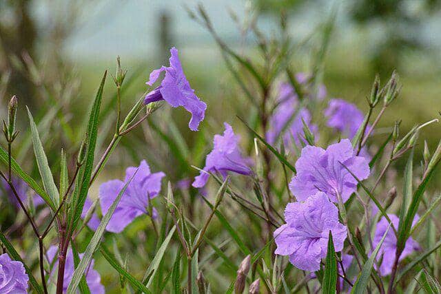 AA1Vyc7J 5 Bunga yang Berubah Warna Sesuai Lingkungan