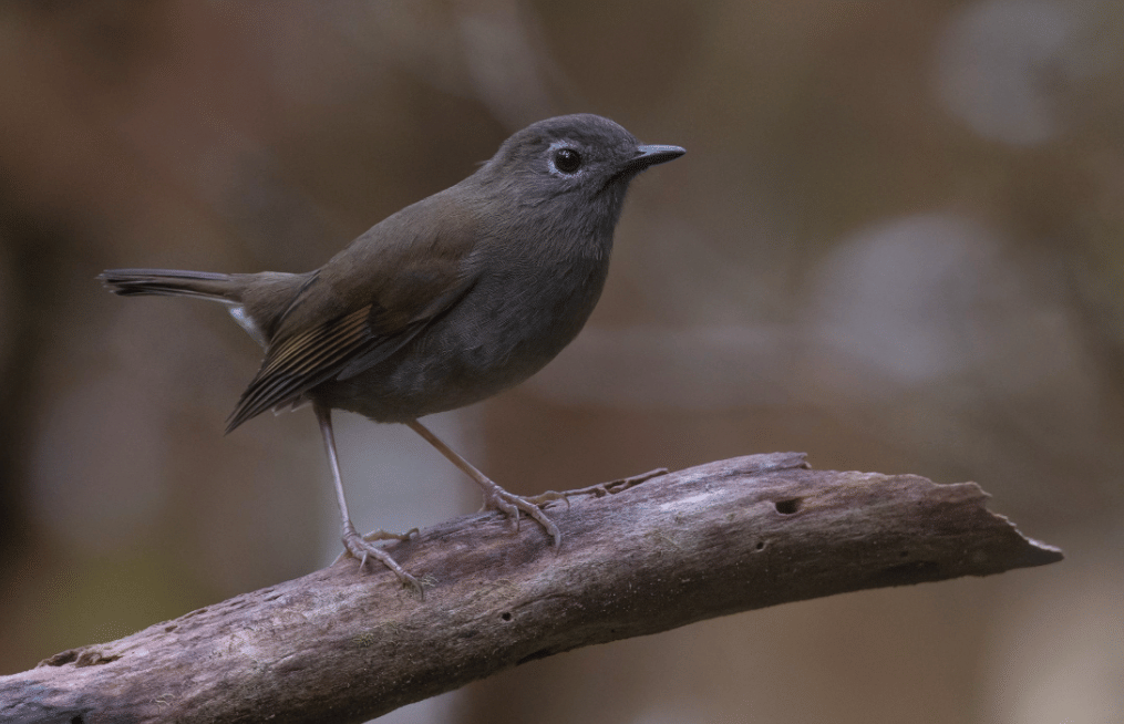 AA1VydBw 5 Fakta Menggemparkan Puaiohi, Burung Endemik Hawaii yang Terancam Punah