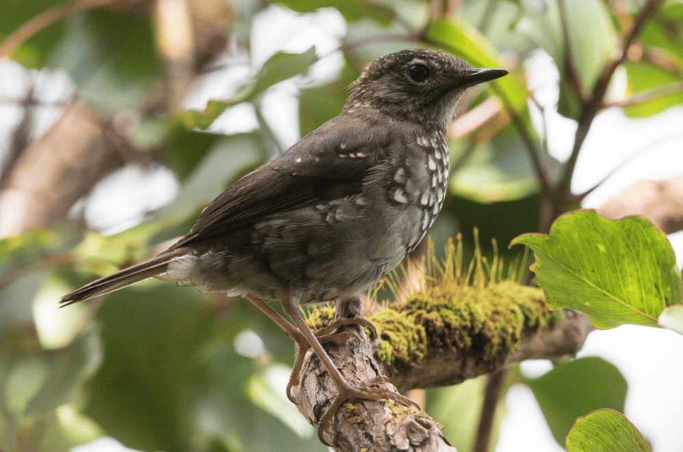 AA1VyghL 5 Fakta Menggemparkan Puaiohi, Burung Endemik Hawaii yang Terancam Punah
