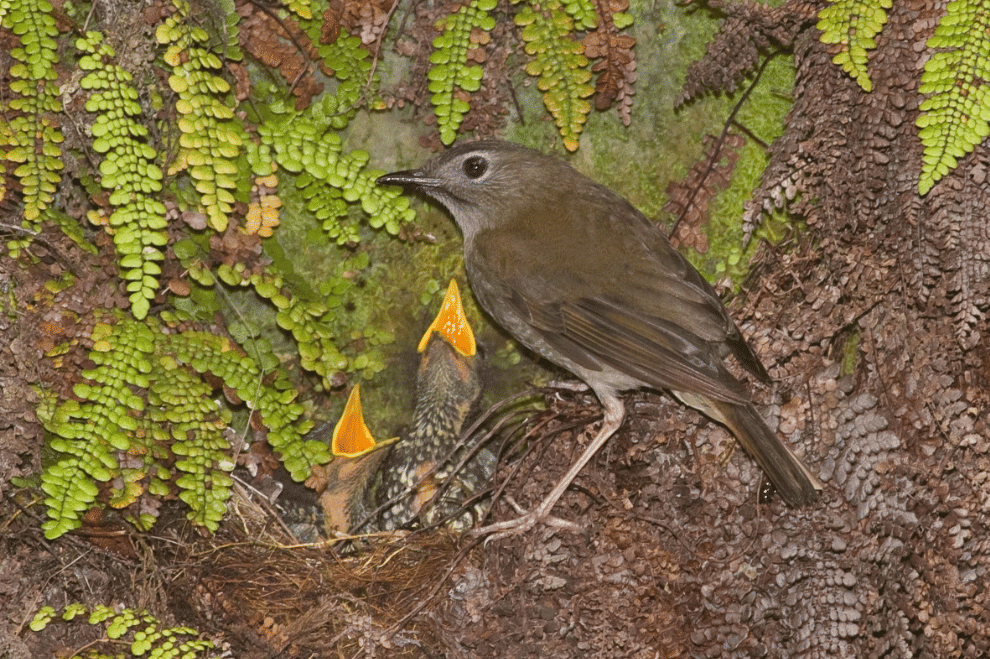 AA1VyghO 5 Fakta Menggemparkan Puaiohi, Burung Endemik Hawaii yang Terancam Punah