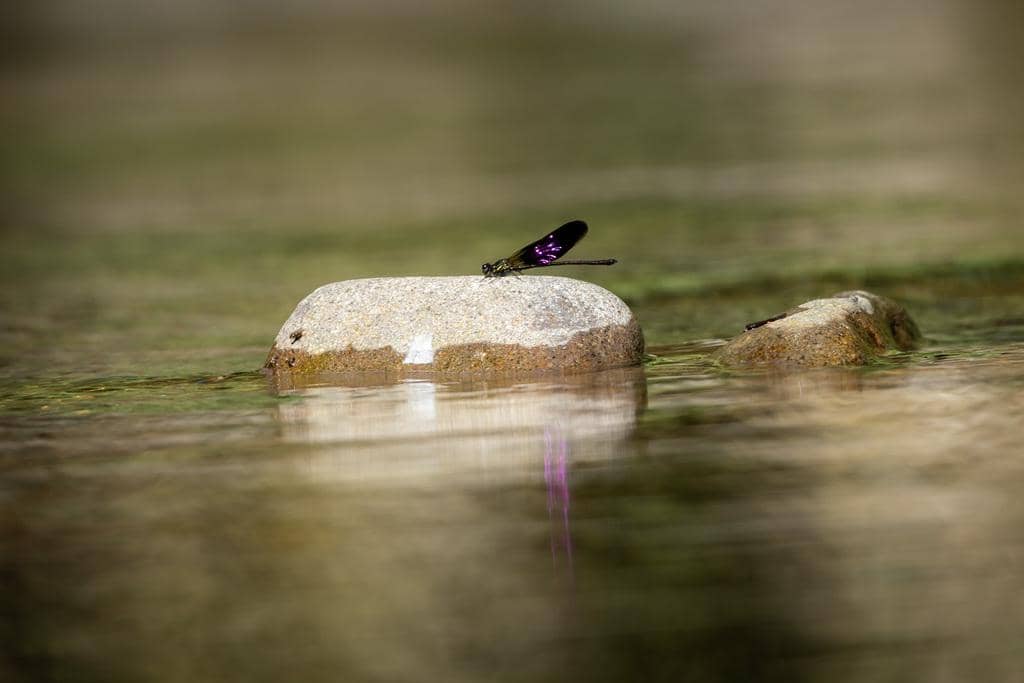 AA1VyiAS 5 Fakta Menarik Capung Jarum Sundanese, Burung Kupu-Kupu Eksotis Nusantara
