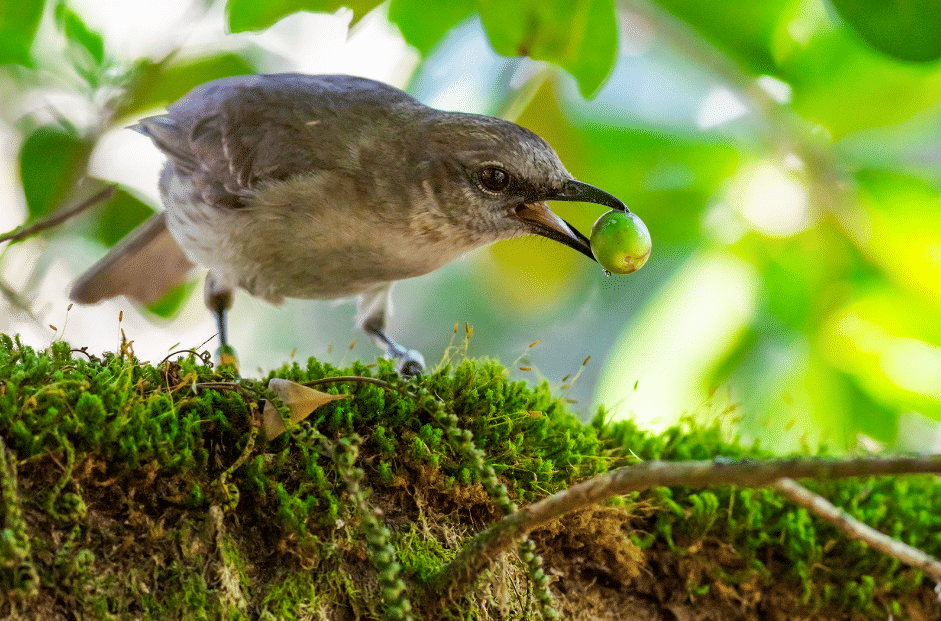 AA1VyqDN 5 Fakta Menarik Socorro Mockingbird, Burung Langka Pulau Socorro