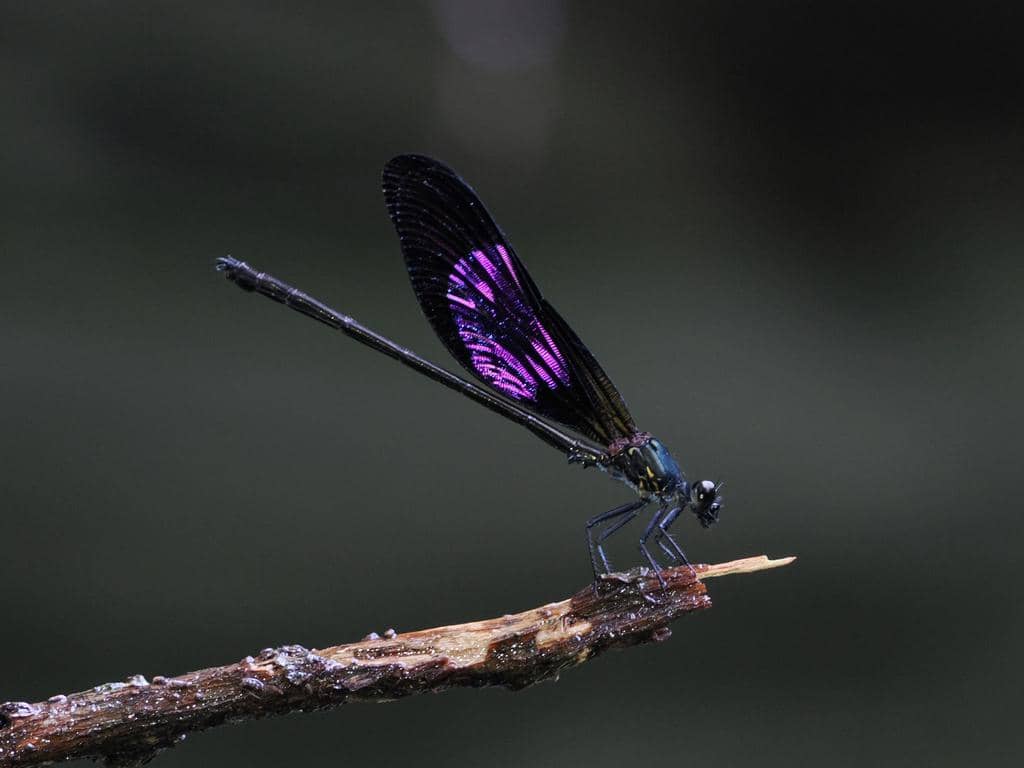 AA1VytCL 5 Fakta Menarik Capung Jarum Sundanese, Burung Kupu-Kupu Eksotis Nusantara