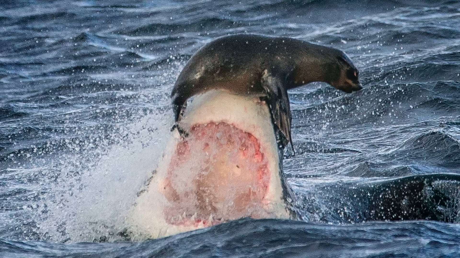 mediterranean-great-white-sharks-don-t-eat-seals-and-the-reason-is-wild
