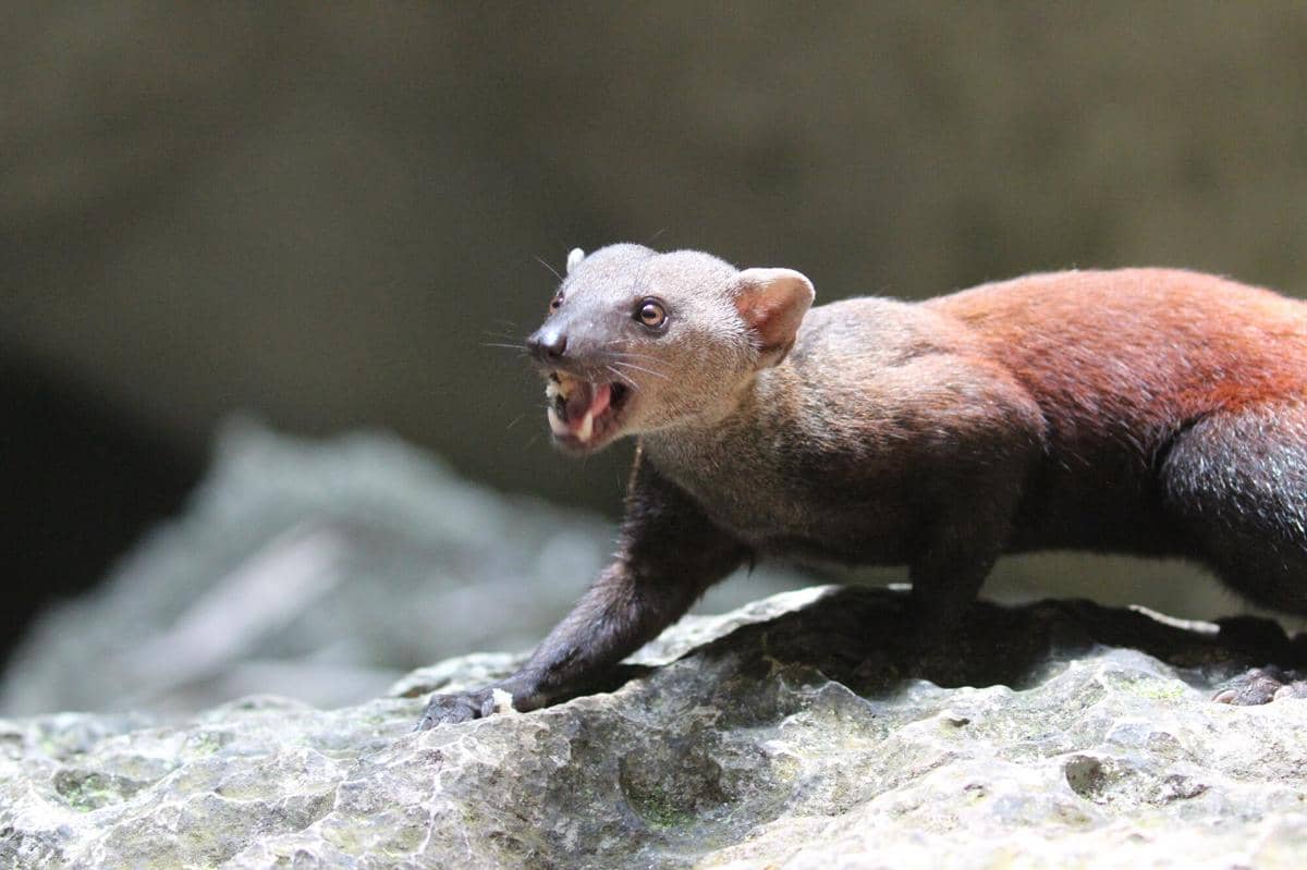 AA1VyveE 5 Fakta Menarik tentang Vontsira Berekor Panjang, Makhluk Gesit dengan Sejarah Evolusi Unik