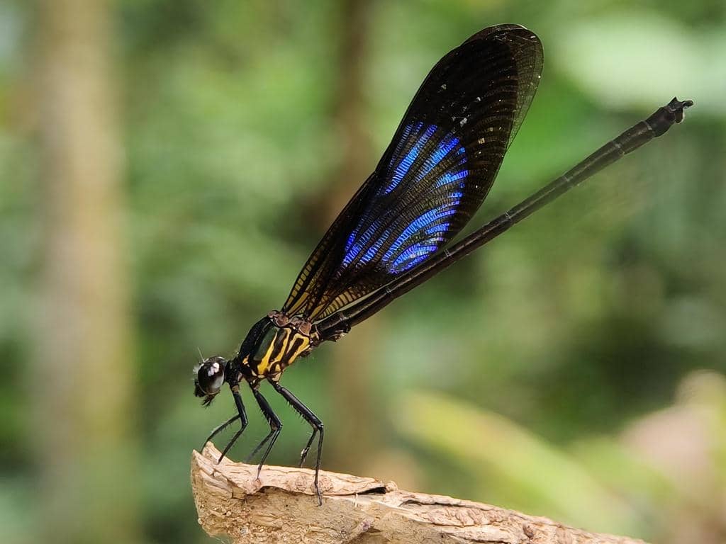 AA1Vyw9T 5 Fakta Menarik Capung Jarum Sundanese, Burung Kupu-Kupu Eksotis Nusantara