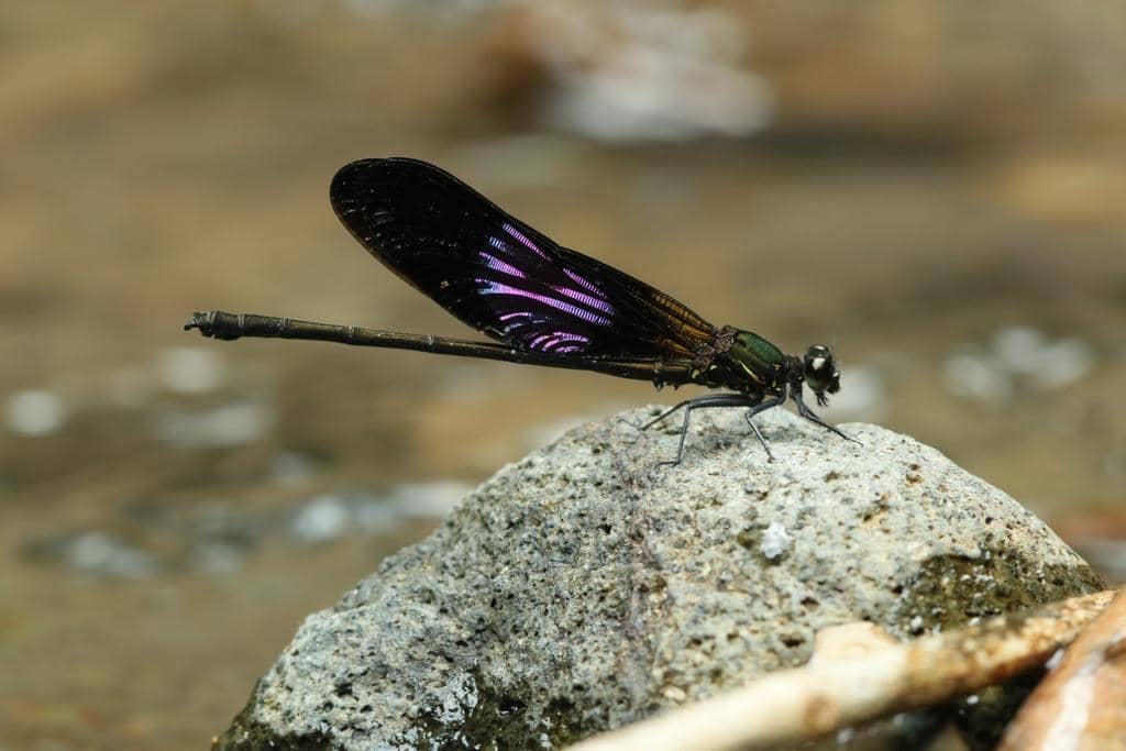 AA1VyyM9 5 Fakta Menarik Capung Jarum Sundanese, Burung Kupu-Kupu Eksotis Nusantara