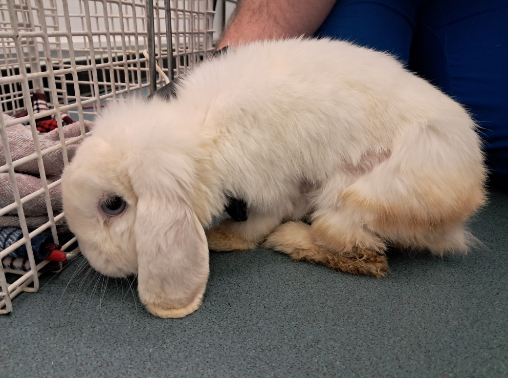 SSPCA: Rabbit found abandoned in 'extremely poor' condition at popular ...