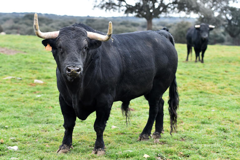 What is a male cow called?