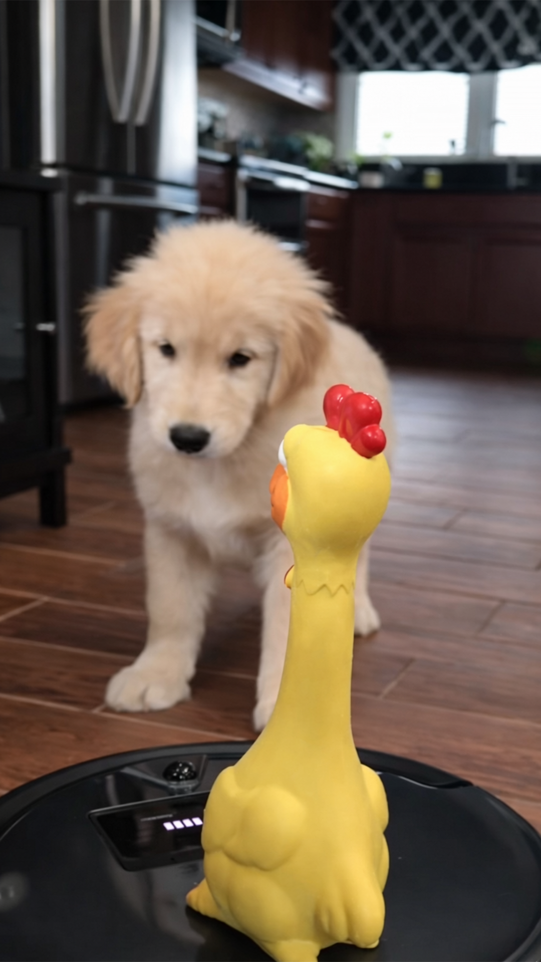 My puppy is confused by modern technology