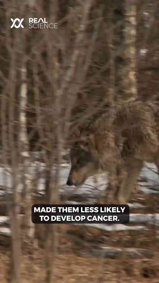 Radiation is helping wolves thrive in Chernobyl
