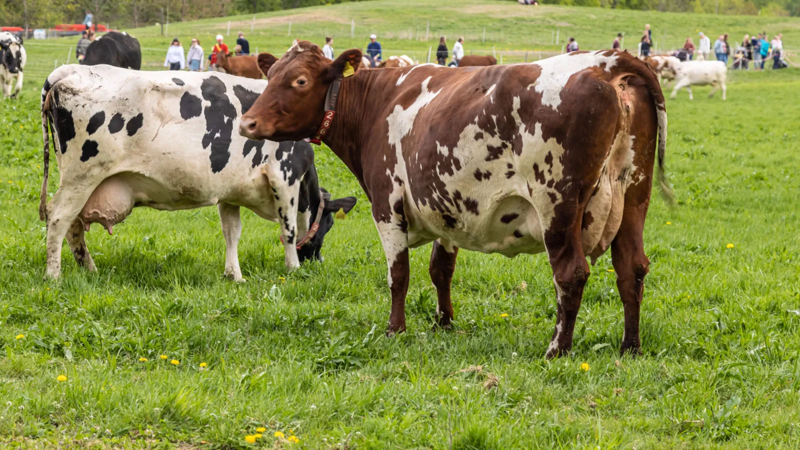 Higher beef costs ripple through Texas as producers and eateries struggle