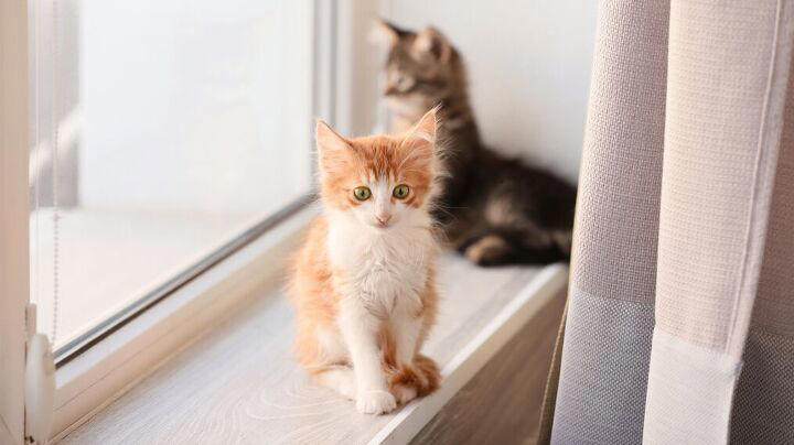 3 tips to keep kittens away from your curtains