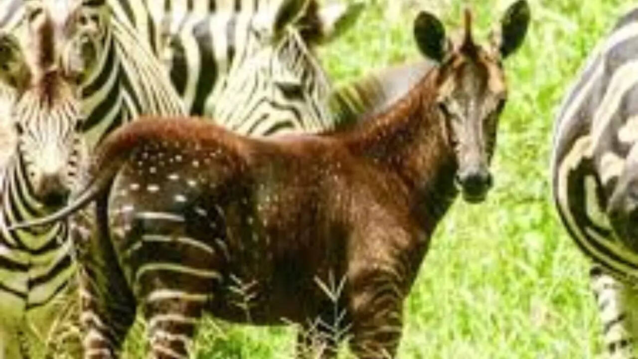 7 animals with extraordinary and rare face patterns on Earth
