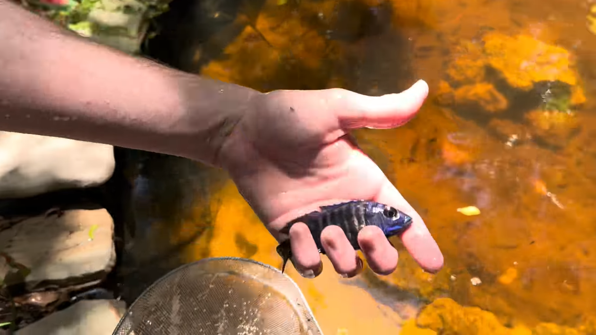 I released dozens of exotic predator fish into my backyard pond