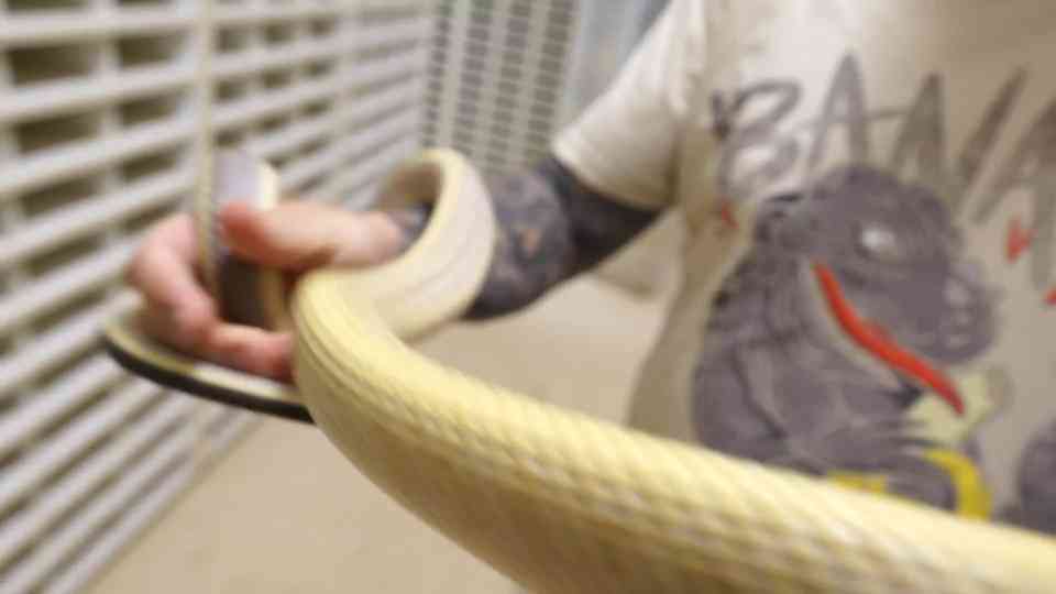 Rare snakes caught on camera - and why sightings like this are so uncommon