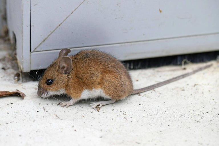 Rats, mice and termites will move in if you're making any of these 6 ...