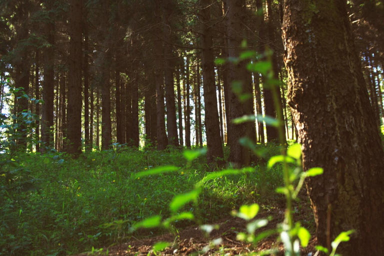 Nature's capacity to bounce back when species are lost is vastly ...
