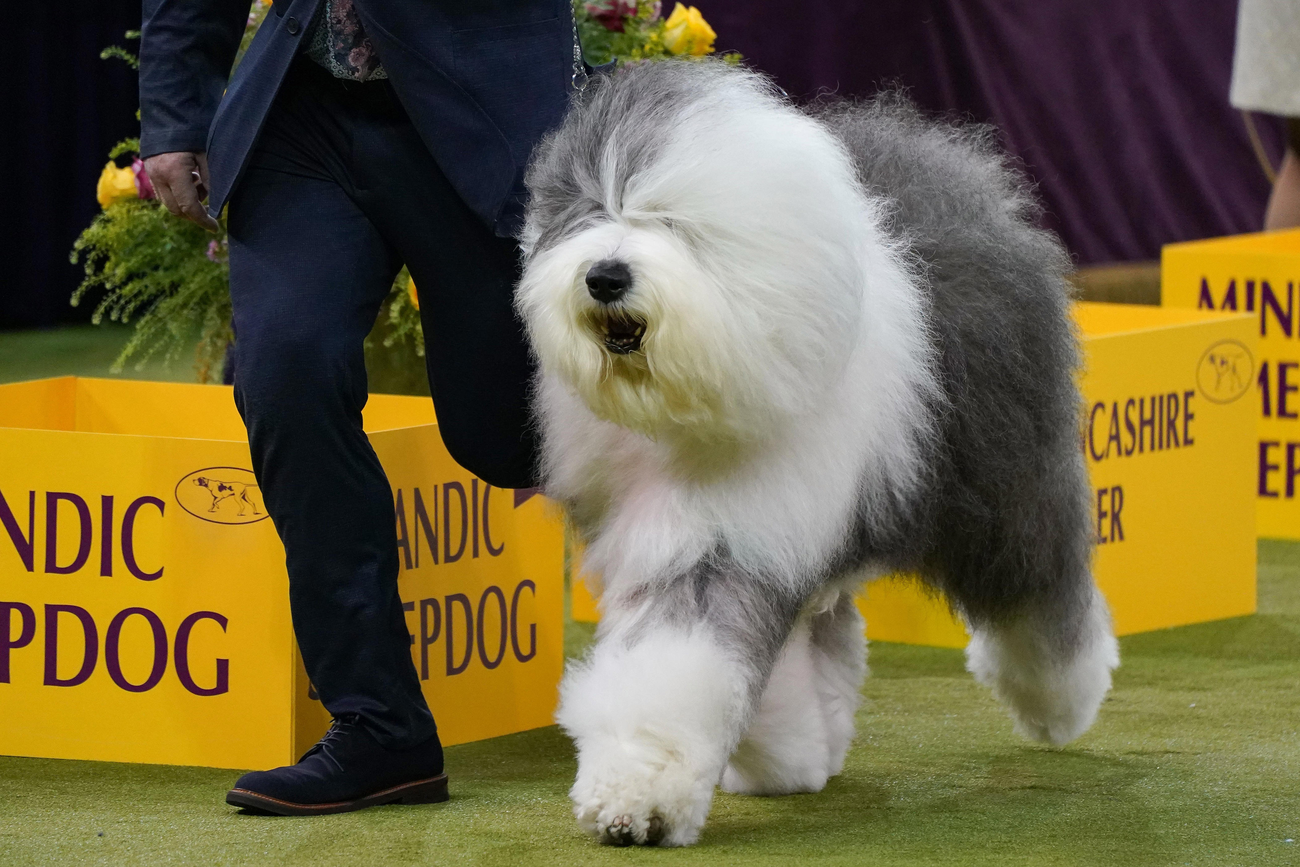 Westminster Dog Show 2026 results: Winners for every group<br><br>