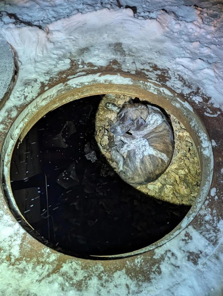 Colorado firefighters rescue dog stranded in storm drain