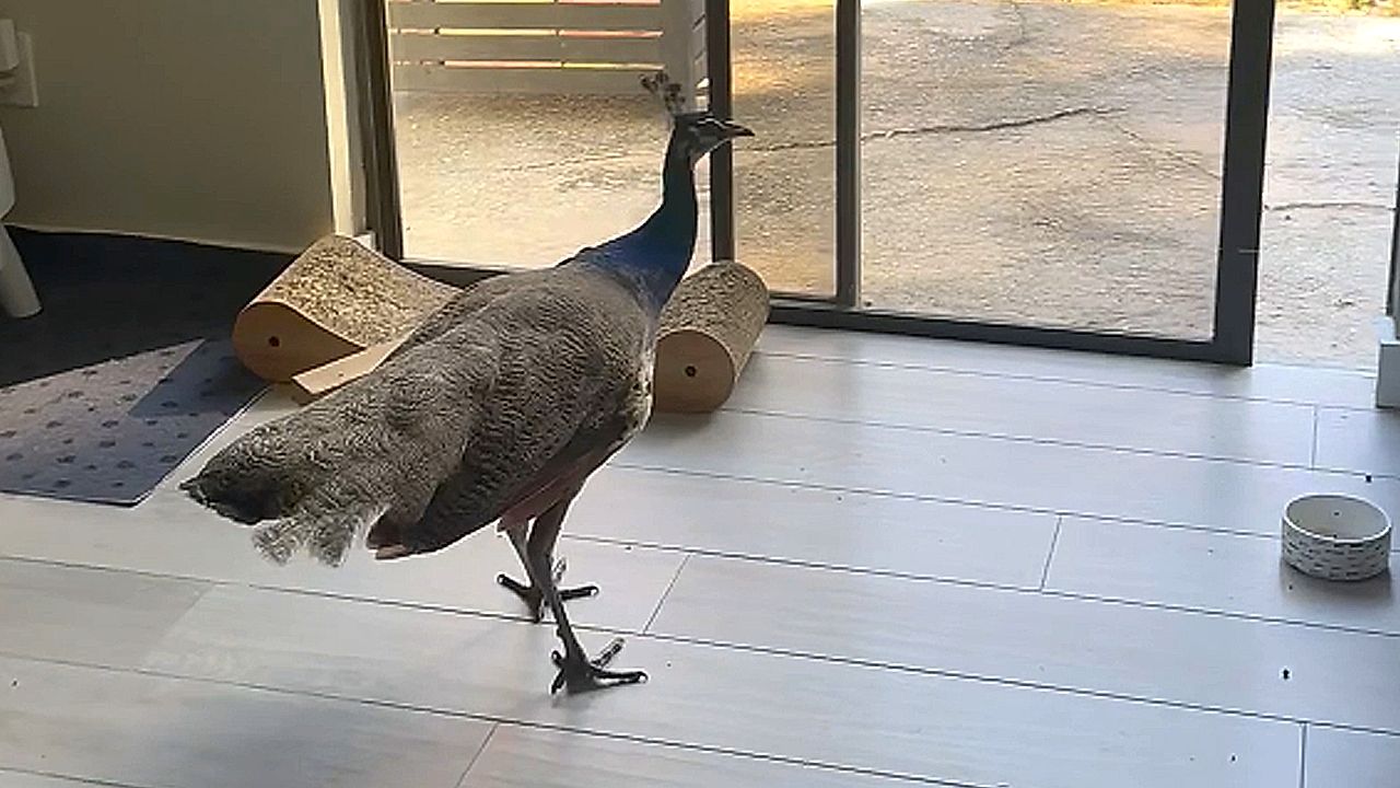 Wild peacock enters house and causes chaos