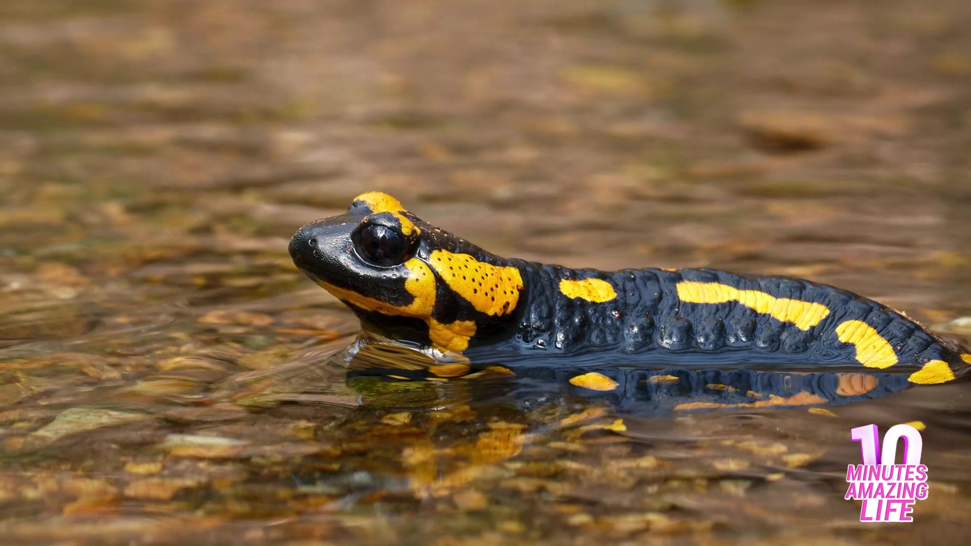 Fire salamander moves openly with striking warning patterns
