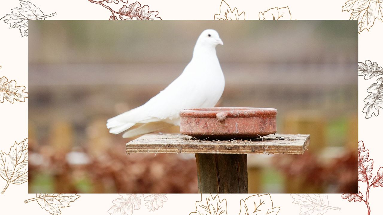 Ecology experts warn against homeowners using flat-top bird tables this ...