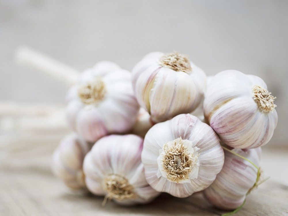 Why some garlic keeps — and some doesn't