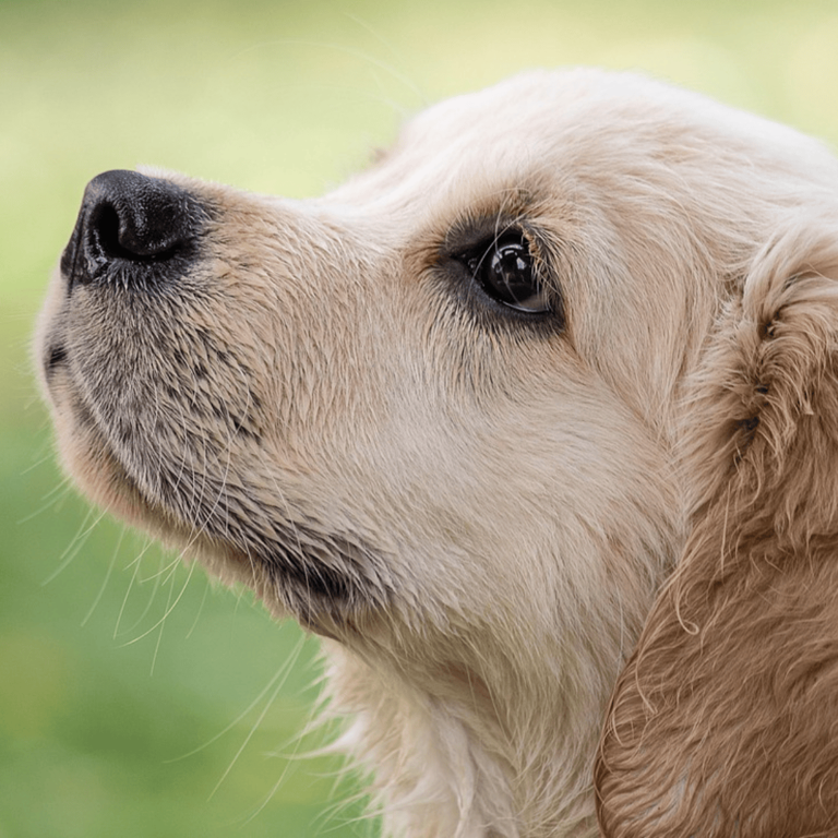 9 subtle signs of spiritual protection your dog might be detecting