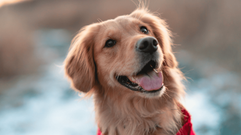 9 subtle signs of spiritual protection your dog might be detecting