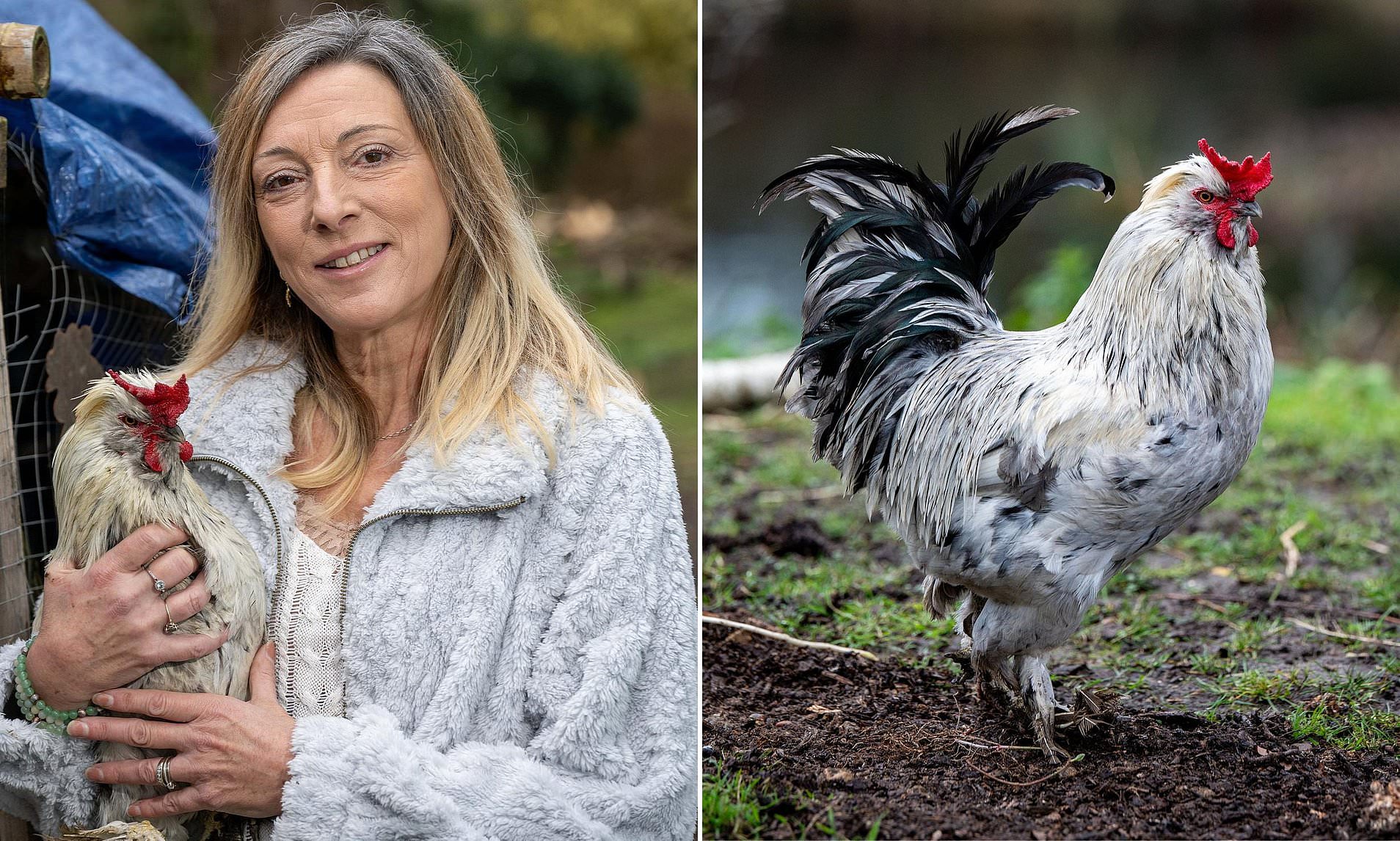 Noisy cockerel owner is threatened with an ASBO as council takes action ...