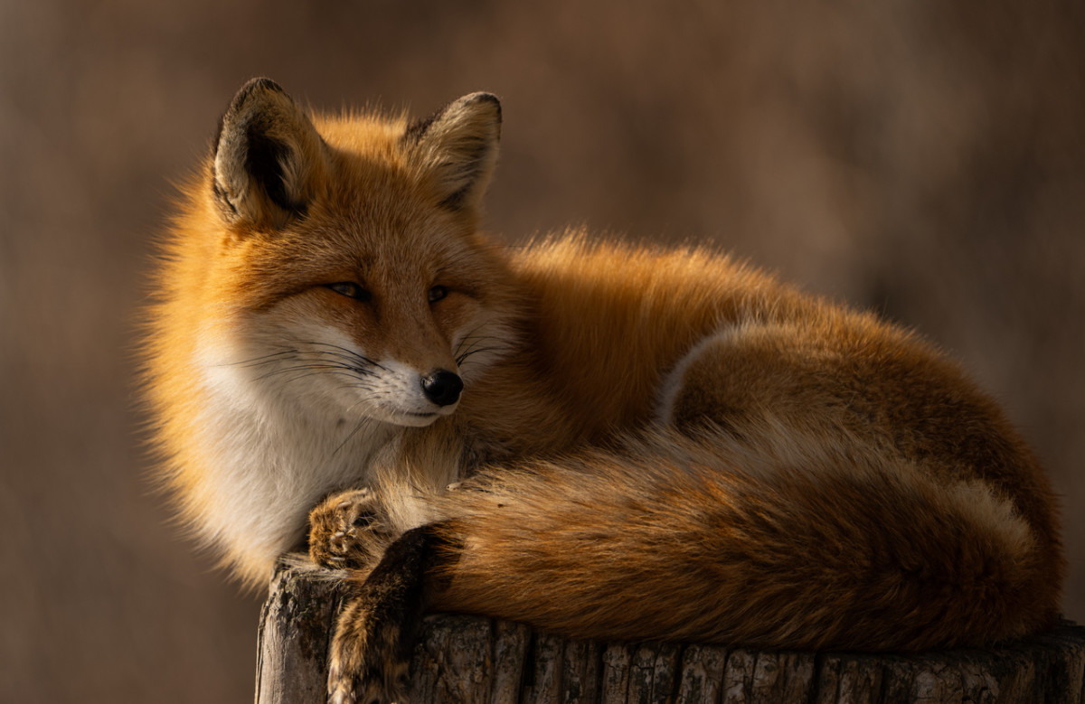 150+ fox names that are clever, cute, and totally sly