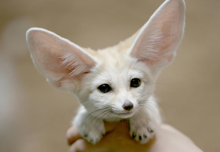 150+ fox names that are clever, cute, and totally sly