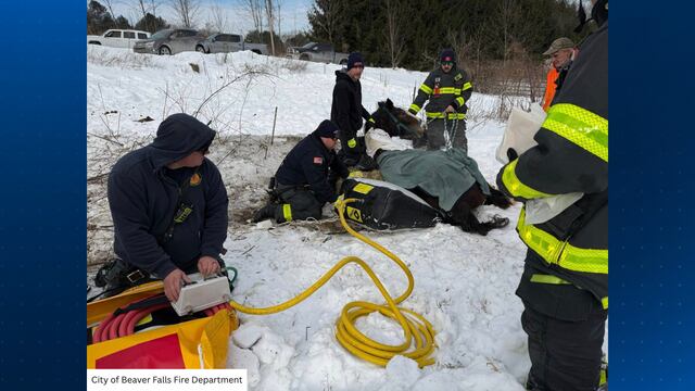 Beaver County firefighters rescue Clydesdale horse that fell in barbed ...