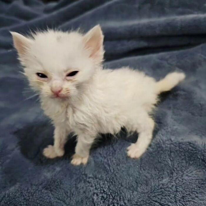 Here are 34 cats being cats in the funniest way possible, as seen online