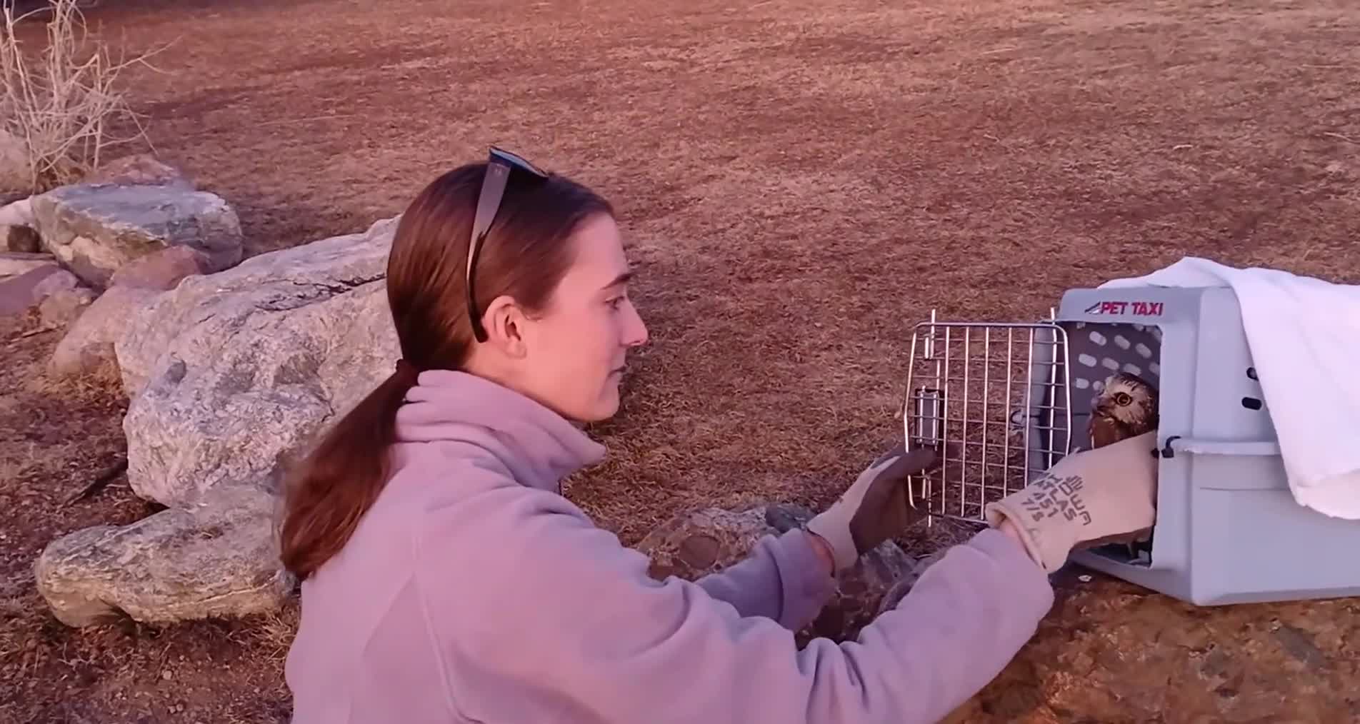 Northern saw-whet owl released into wild after injury
