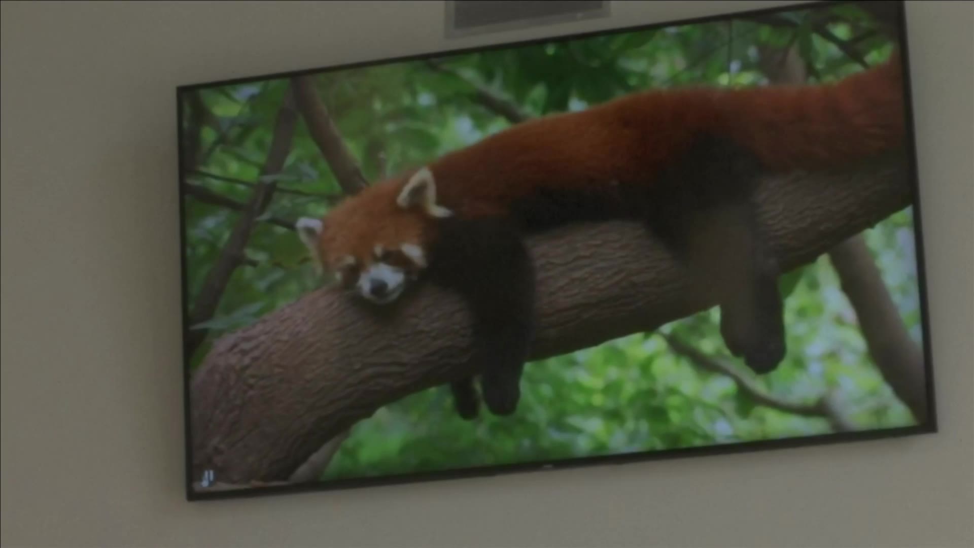 Topeka Zoo unveils new master plan in live announcement