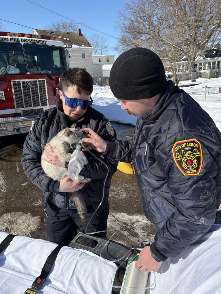 5 dogs and 1 cat rescued from Akron house fire as closest hydrant was ...