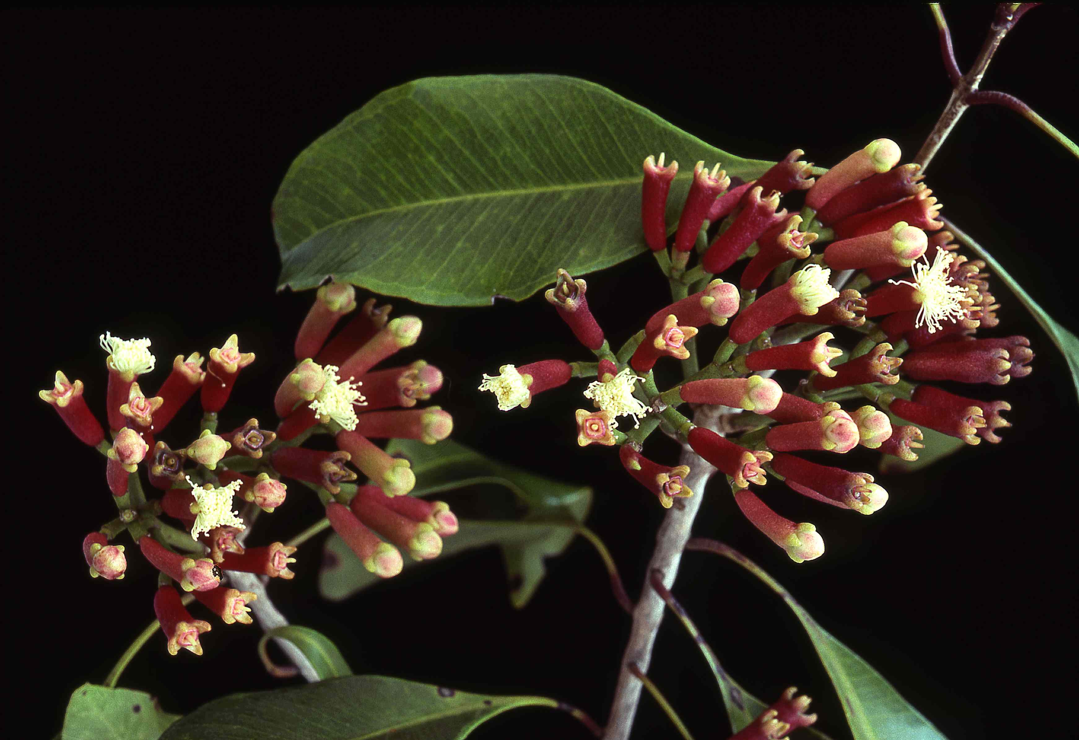 Yes, you can grow a clove tree indoors—here’s how to make it thrive