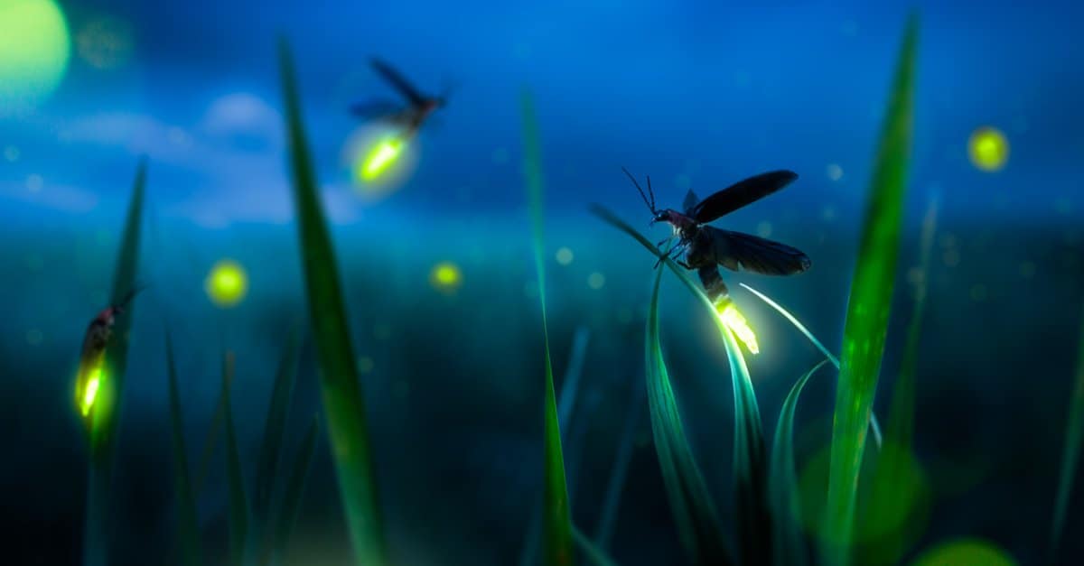 10 animals that glow in the dark, from deep-sea predators to ...