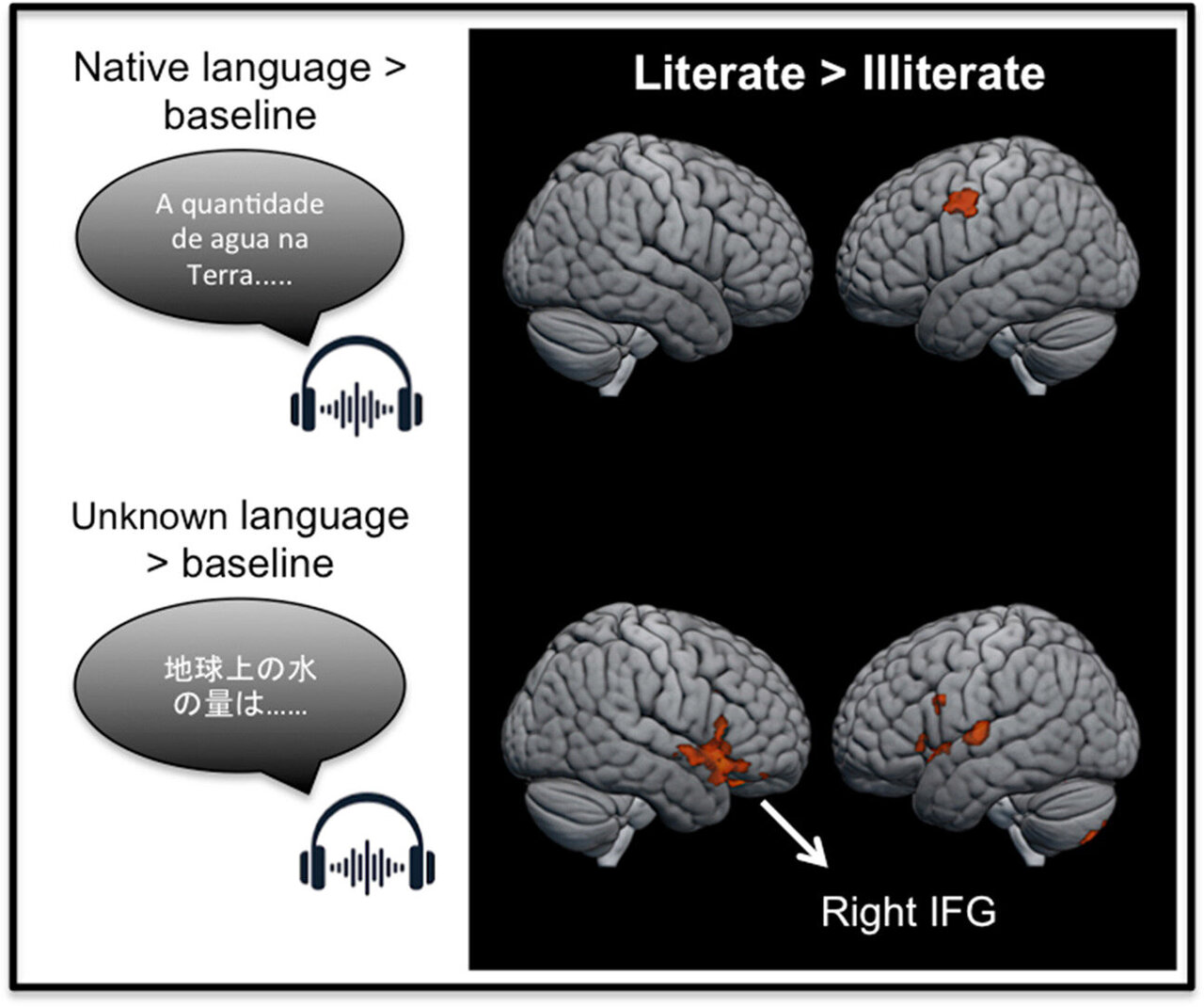 The brain on books: How reading reshapes language processing