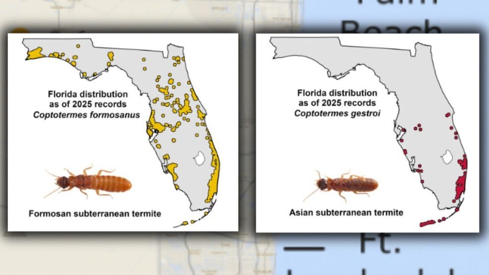 Invasion of the creepy crawlies: Two termite species on the rise in ...
