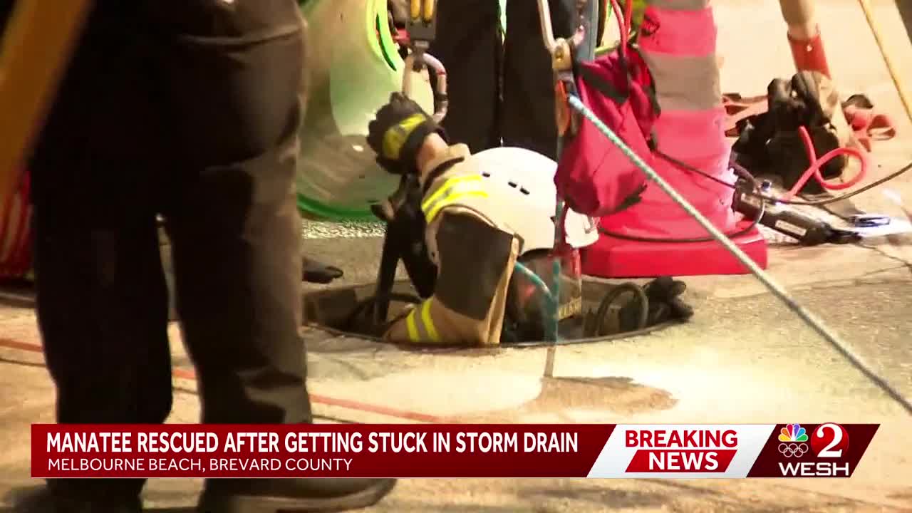 Manatee rescued from Central Florida storm drain after several hours of ...