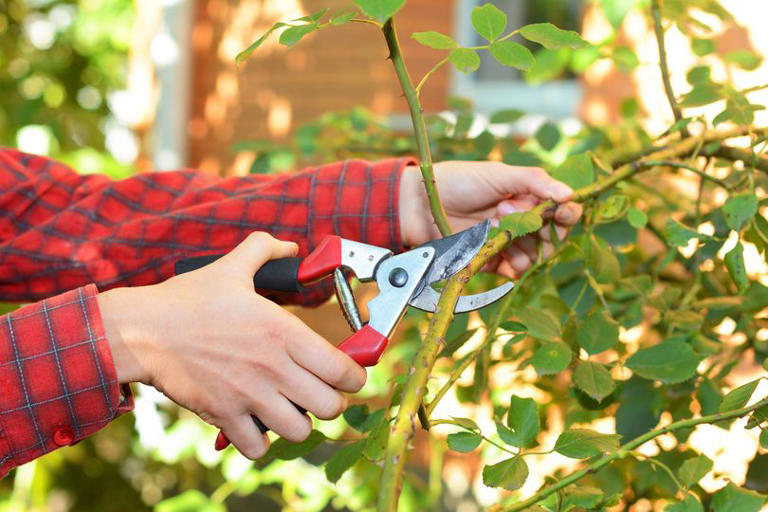 Roses will grow 'vigorously' if pruned at correct time of year