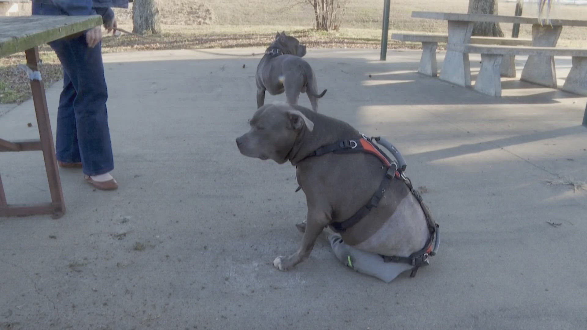Sallisaw man says neighbor shot and killed his dog