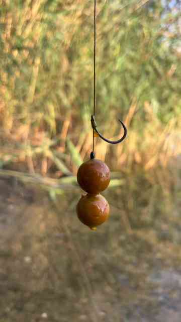 The method feeder setup that carp can't ignore