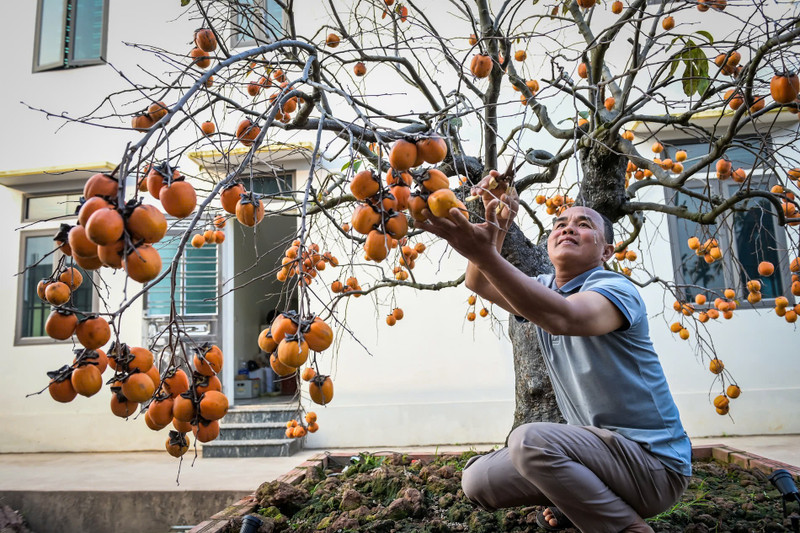 Báu vật giữa vườn hồng cổ được trả nửa tỷ nhưng chủ không bán